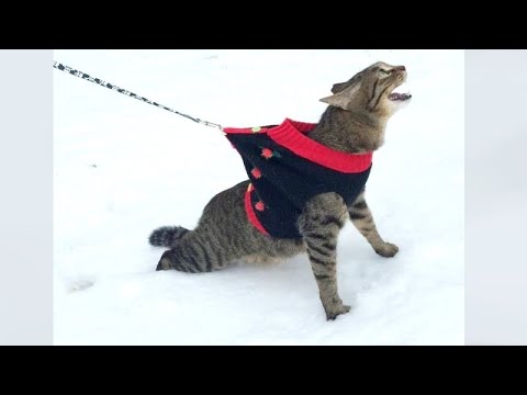 CATS, DOGS and other FUNNY ANIMALS for even better HOLIDAYS!