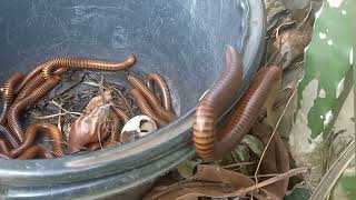 Amazing Moment: What Is This Millipede Doing?🐛