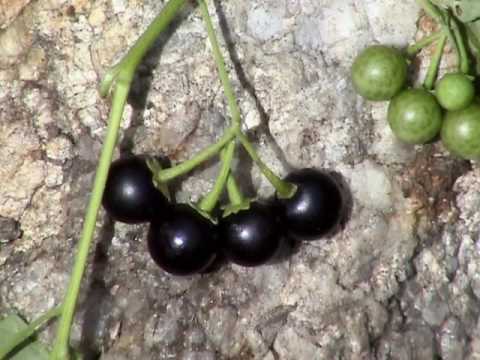 Edible Plants: Black nightshade
