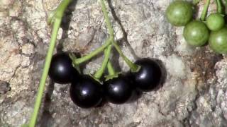 Edible Plants: Black nightshade