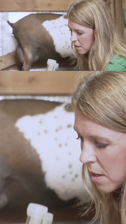 🌽 Process of milking a goat! #farming