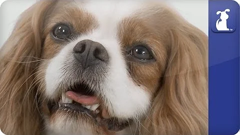 Doglopedia - Cavalier King Charles Spaniel
