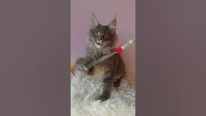 Watch the video about Lollipop Blue Ticked Tabby Maine Coon Male Kitten Available Now | Purebred Kitties