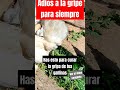 El Mejor Método para eliminar la peste en las Gallinas Ponedoras