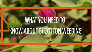 What you Need to Know About Bt Cotton Weeding by AfriCenter 21 views 1 year ago 3 minutes, 25 seconds