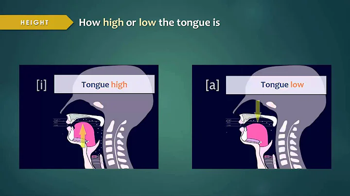 Introduction to Articulatory Phonetics (Vowels)