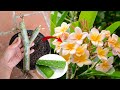 How to grow plumeria alba by cutting branches and planting in post with aloe vera