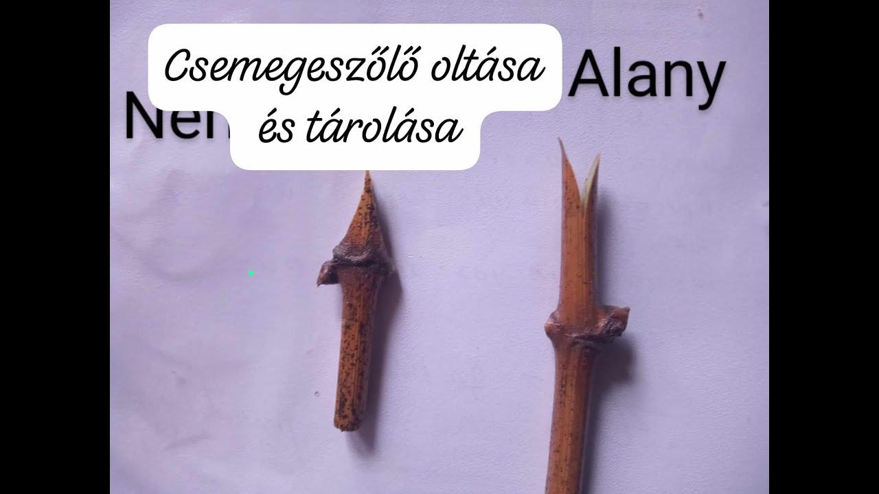 Csemegeszőlő kézi oltása és tárolása