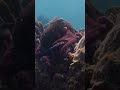 Camouflaged Octopus | Secrets of the Octopus