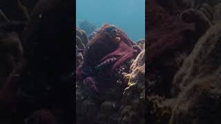 Camouflaged Octopus | Secrets of the Octopus