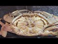 Dissection of the blue crab Callinectes (external and internal anatomy)