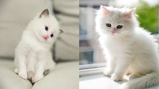 Baby Katzen - Süße und Lustige KatzenVideos #9  | KatzenVideos |