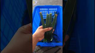 Palm tree leaf box #diy #palmleaf #diy #coconutleafcraft #craft