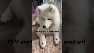 Practicing The Ultimate Samoyed Impulse Control! #samoyedpuppy #puppy #pets #samoyed #fluffydog