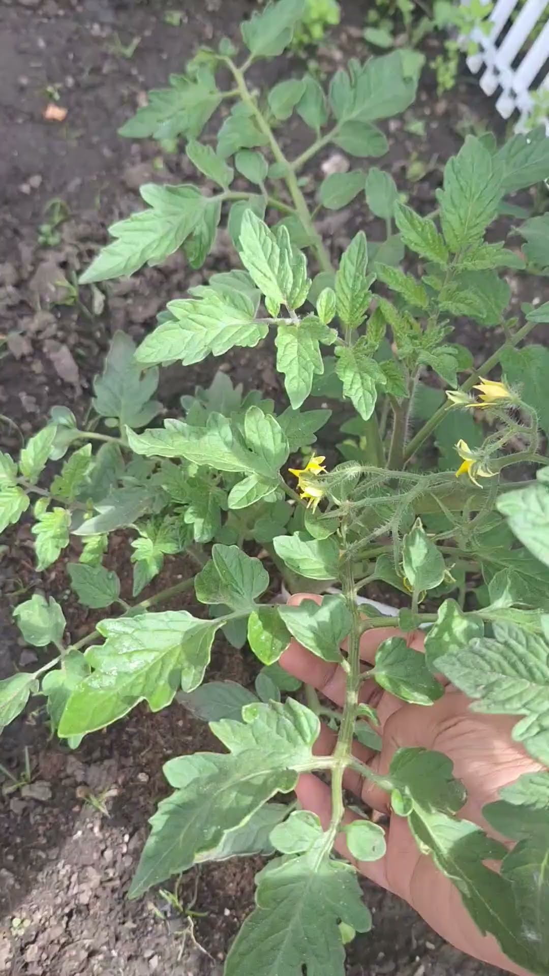 Pflege von Tomatenpflanzen tomaten gardening tomatoes YouTube