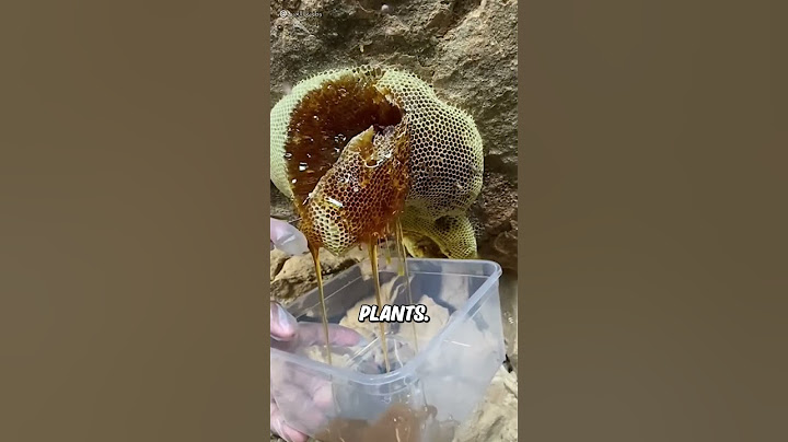 Don't Eat Wild Honey Carelessly