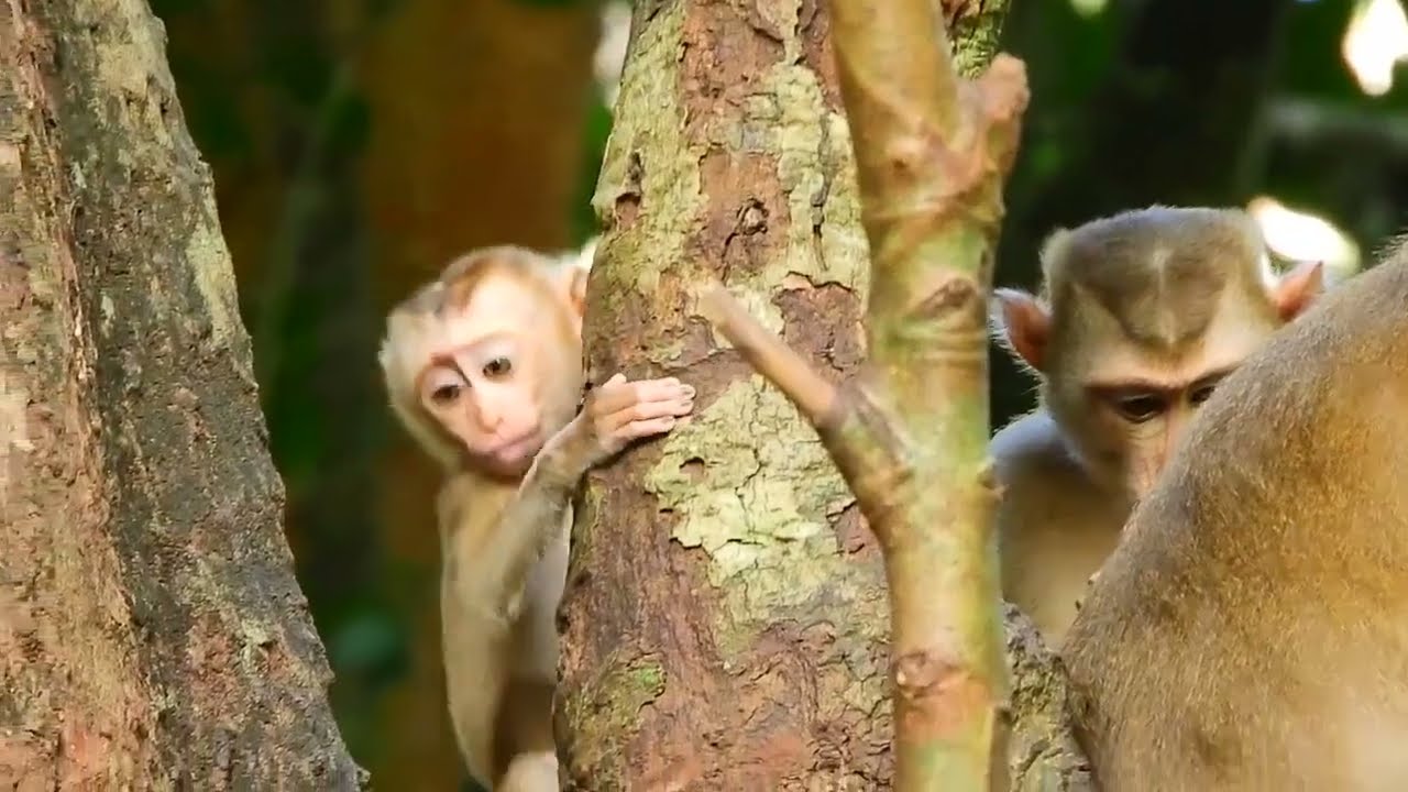 Good Actions Baby Monkey Amanda Playing With Sovana Group And Well Care By Ashley