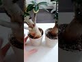 #адениум #adenium 🌸🌸🌸#экзотические#розапустыни  цветы#комнатныерастения