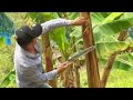 Labores en la tecnificación del plátano - La Finca de Hoy