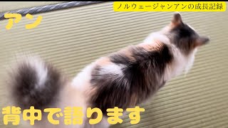 猫のアンは心の広い寛大な猫の巻【ノルウェージャン アンの成長記録】