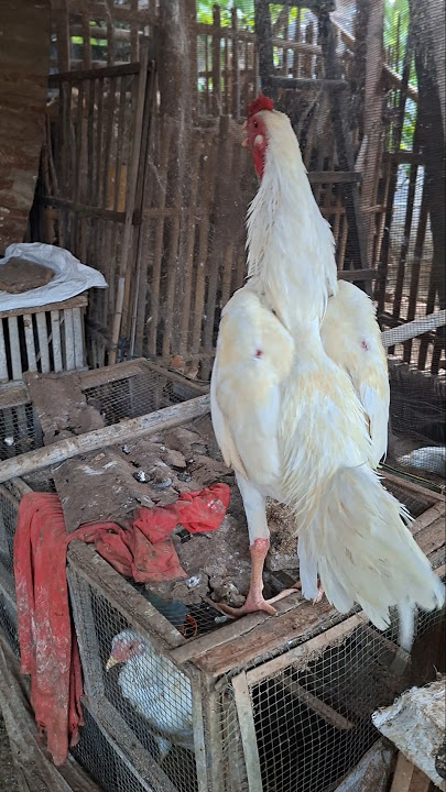 ayam bangkok juara #ayam #ayambangkok #rooster