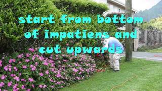 How to Care for Your Impatiens