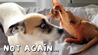 Our rescue dog and Abyssinian kitten TRY to be friends | Ep 24