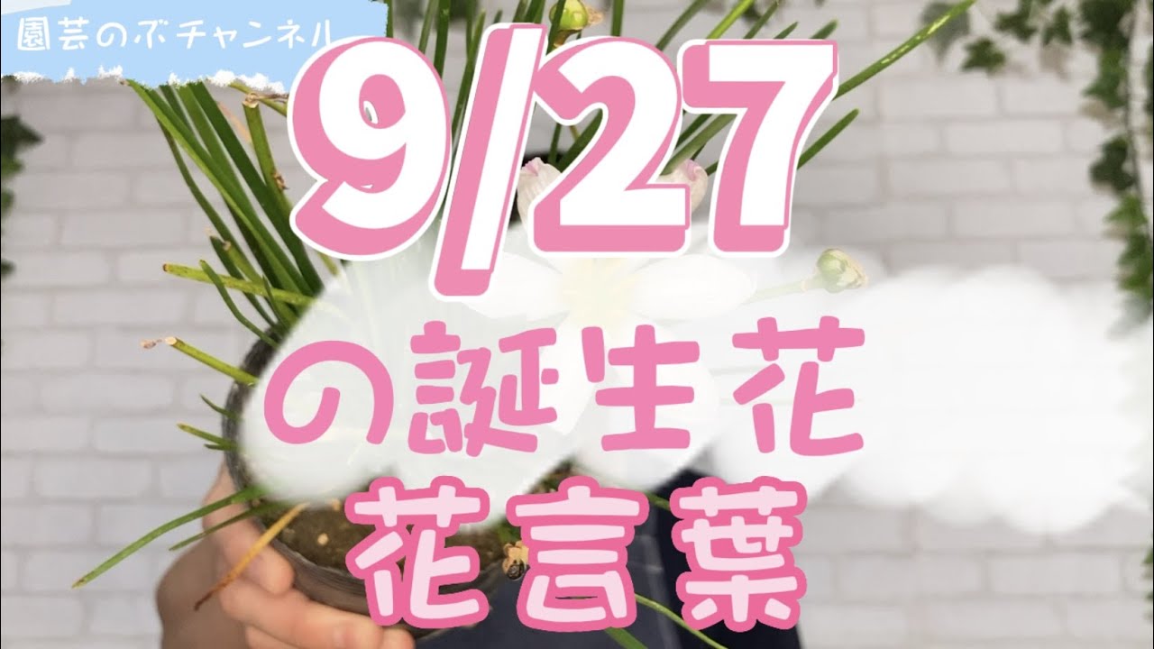 9/27の誕生花と花言葉【園芸のぶチャンネル】【9月】【27日