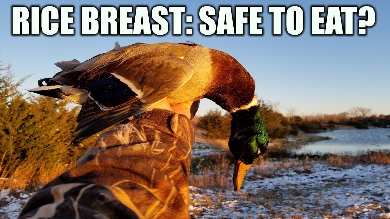 Ducks and Rice Breast Hunting Boot Camp YouTube
