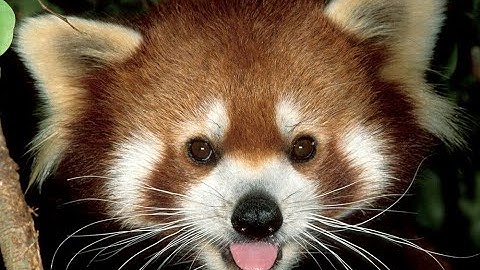 destroying lajzahook.xyz users with gc9.xyz | #1 APOCALYPSE RISING 2 SCRIPT