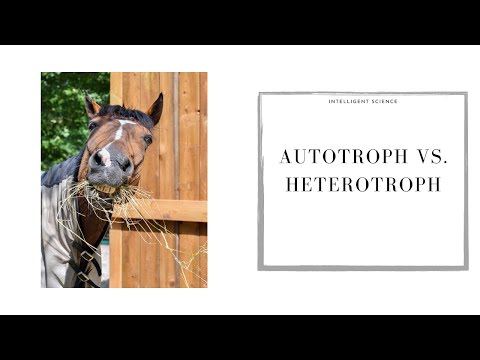 The Surprising Differences Between Autotrophs and Heterotrophs