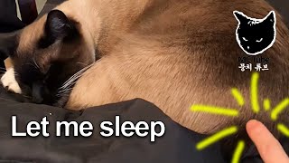 Poke a sleeping Siamese cat, MoongChi #Shorts