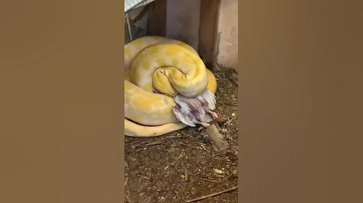Fred feeding Kenans python, Buttercup! January 2021