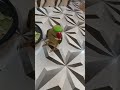 hamare pyare se mitthu ka short video la