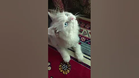 Watch the video about Persian Blue Eyes Male #kittycats #awwanimals #cat
