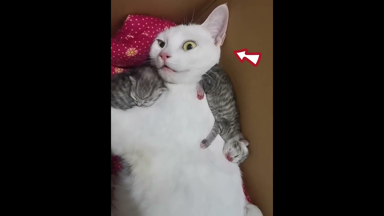 Mom Cat Mode Maximum Protection, Zero Sleep 😼💤 