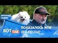 У Лукашенко – субботник, у COVID-19 – новый рекорд! / Вечерний шпиль