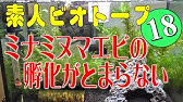 スポイトを使った水合わせ ミナミヌマエビ購入 導入 おまけ Youtube