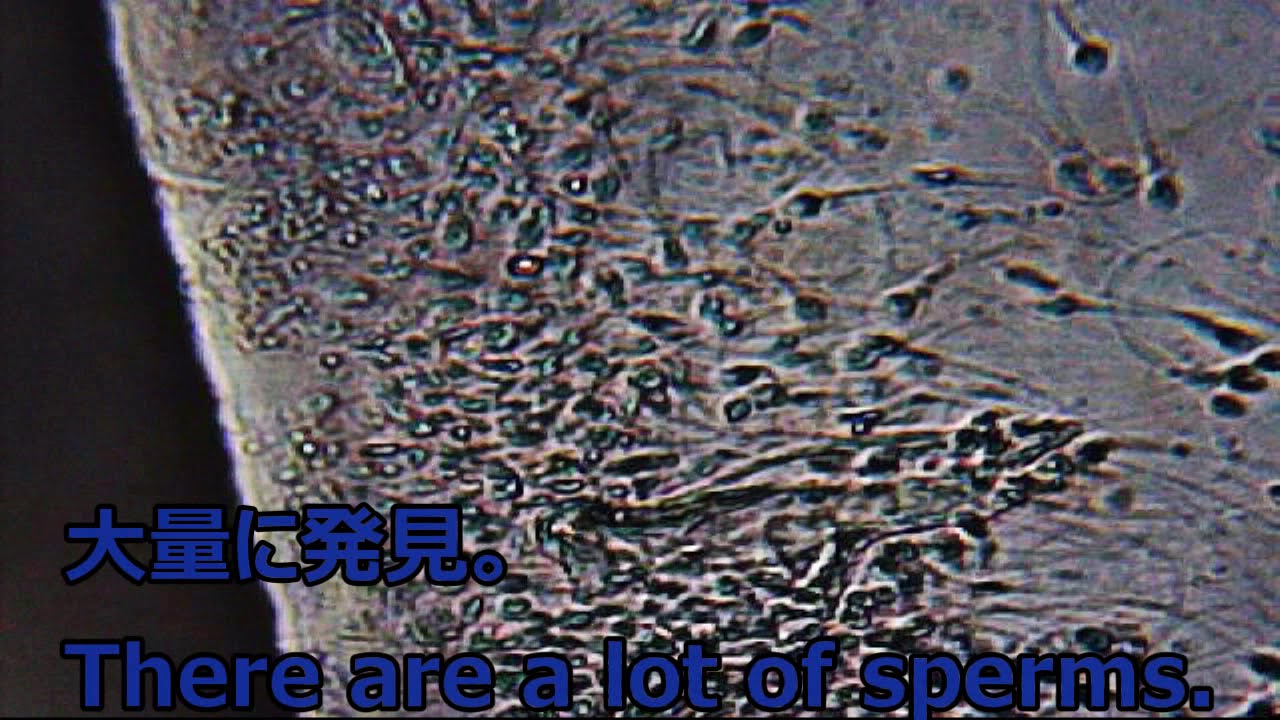 精子を600倍に拡大 Youtube