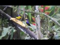 BREAKFAST BIRDING AT CASA DIVINA, MINDO, ECUADOR