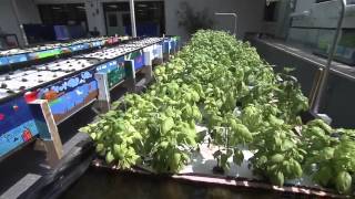 Introduction To Aquaponics (Concepts and Methods)