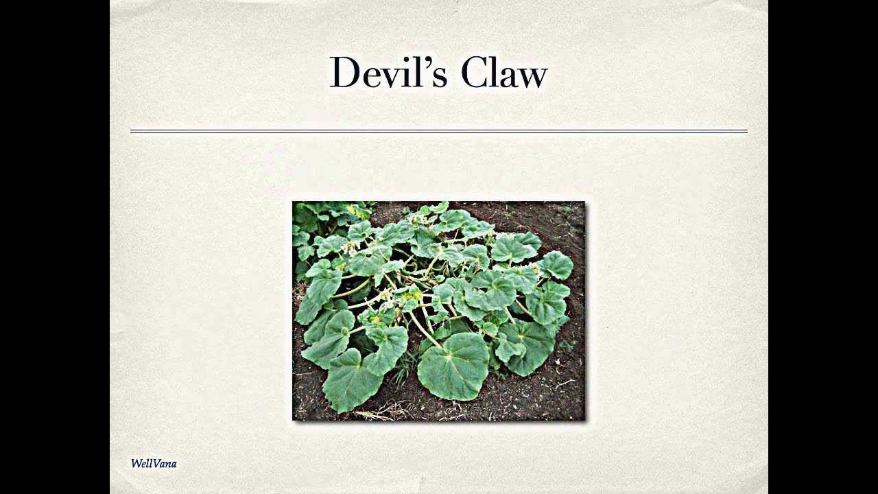 10 best botanicals for chronic pain and fatigue herbal YouTube