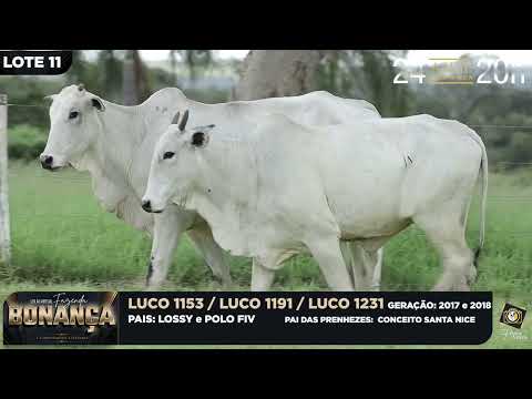 LOTE 11   LUCO 1153,1191,1231