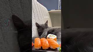 #cat #duet #funny #sushi #make this go viral