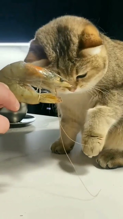kucing britis yang tidak suka makan udang #kucinglucu #tranding #subscribe  #kucingviralshorts