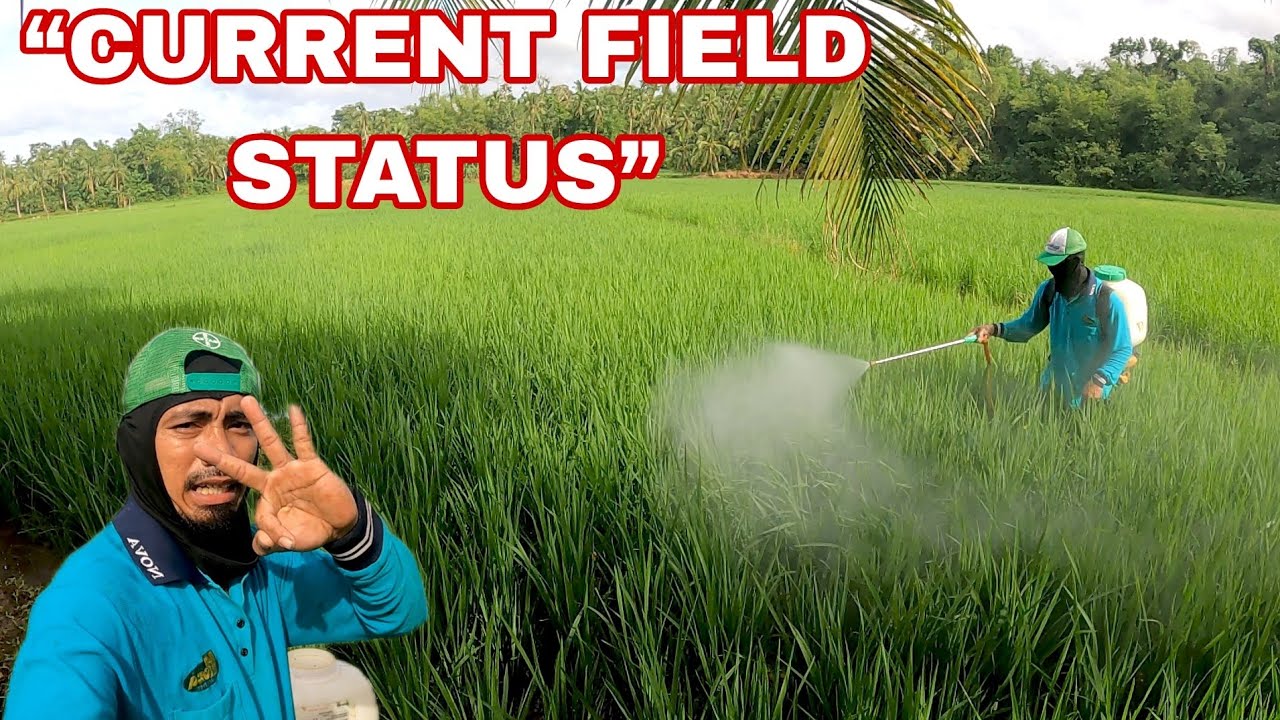 Hindi Ko Inexpect ‘To! 😳🌾 Tingnan Nyo ang Palay Namin!”“Grabe! 😱 