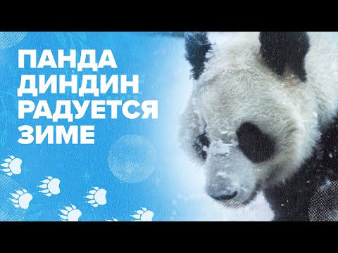 Панда Диндин радуется зиме в Московском зоопарке