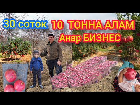 Video: Багбанчы окумуштуубу?