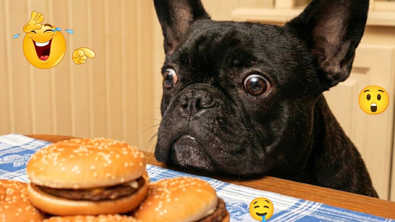 FUNNY DOGS FAILS 2026 🤣 Hilarious Dog Moments That Will Keep You