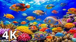 Stunning 4K Underwater Wonders + Amazing Fish, Coral Reefs & Sea Animals + Relaxing Music #13